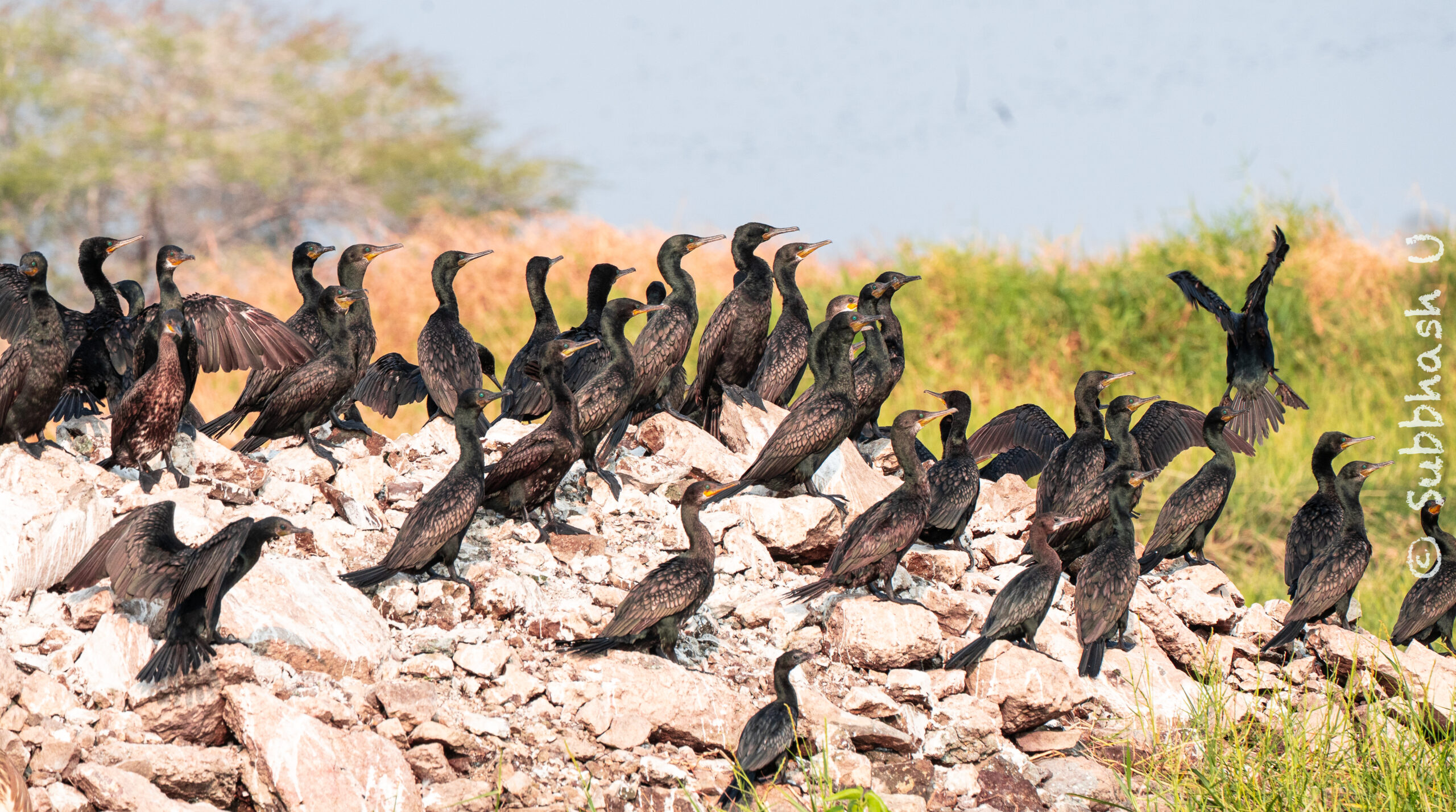 Bhigwan-A Paradise for Bird Lovers