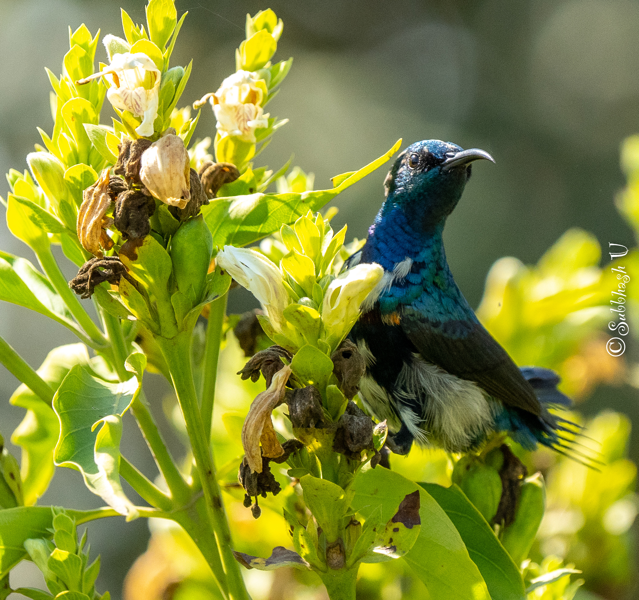 Bharatpur: A bird watcher’s dream