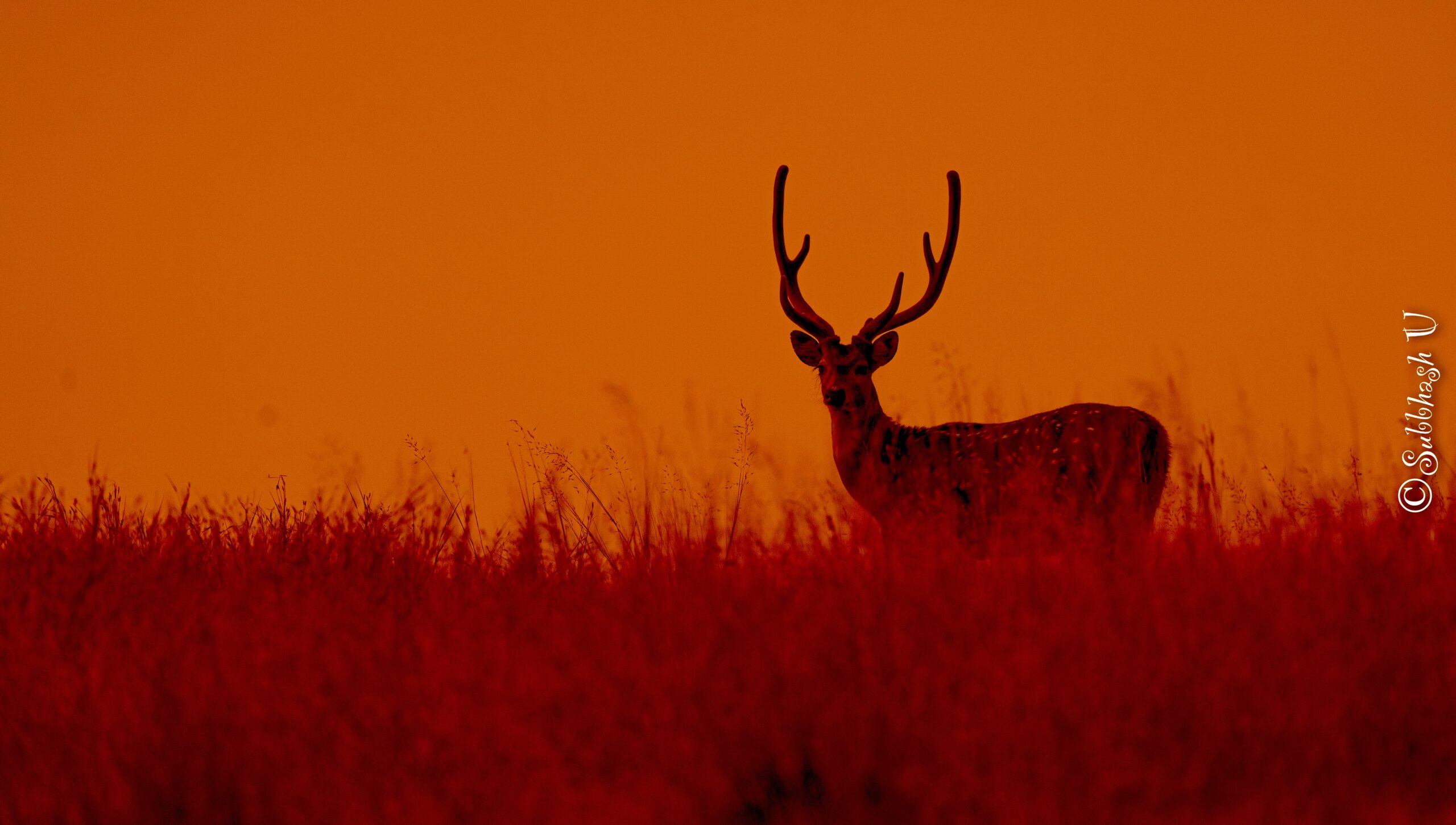 Ranthambore, the Haven for Indian Wildlife