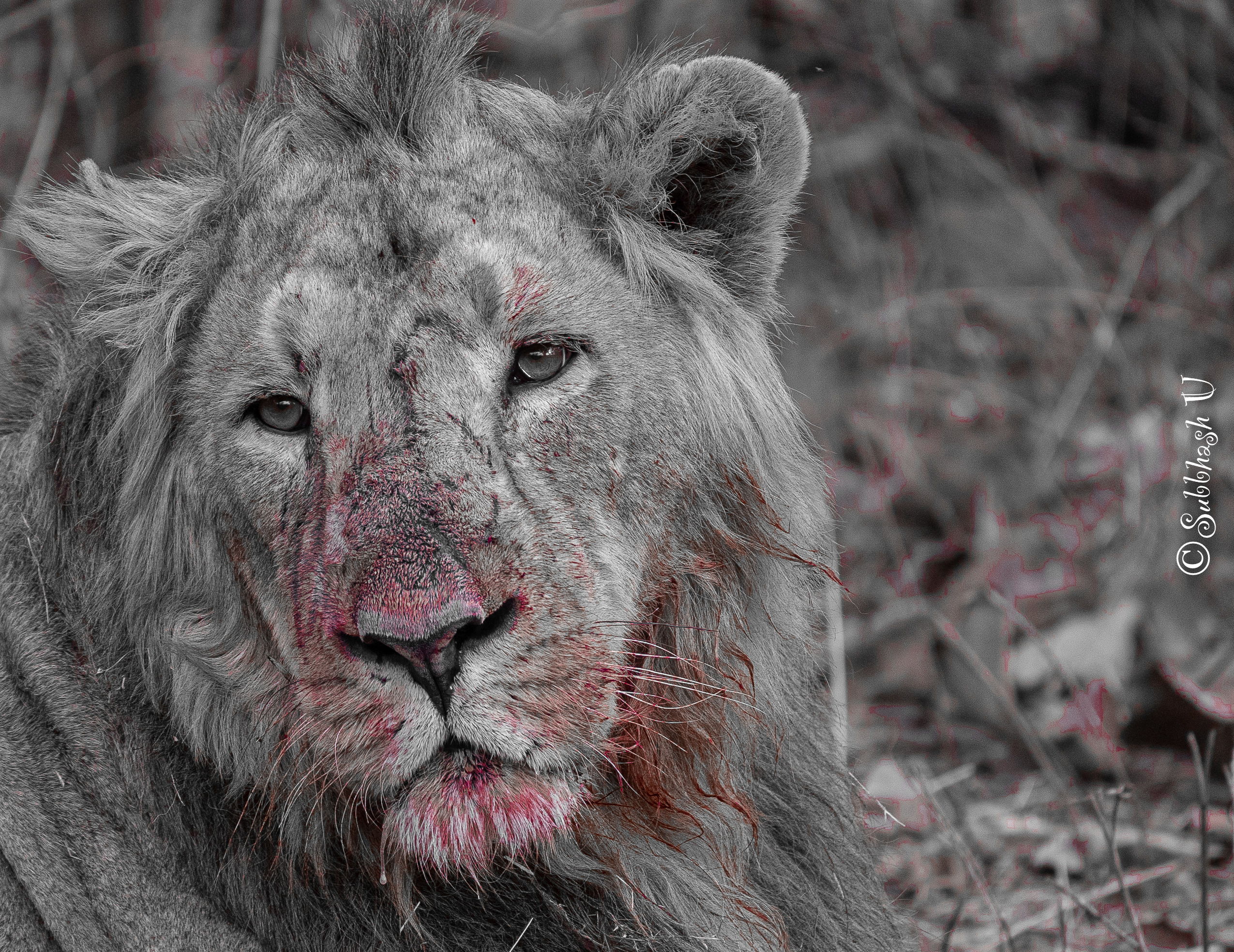 Gir Forest- The habitat of the Asiatic Lion