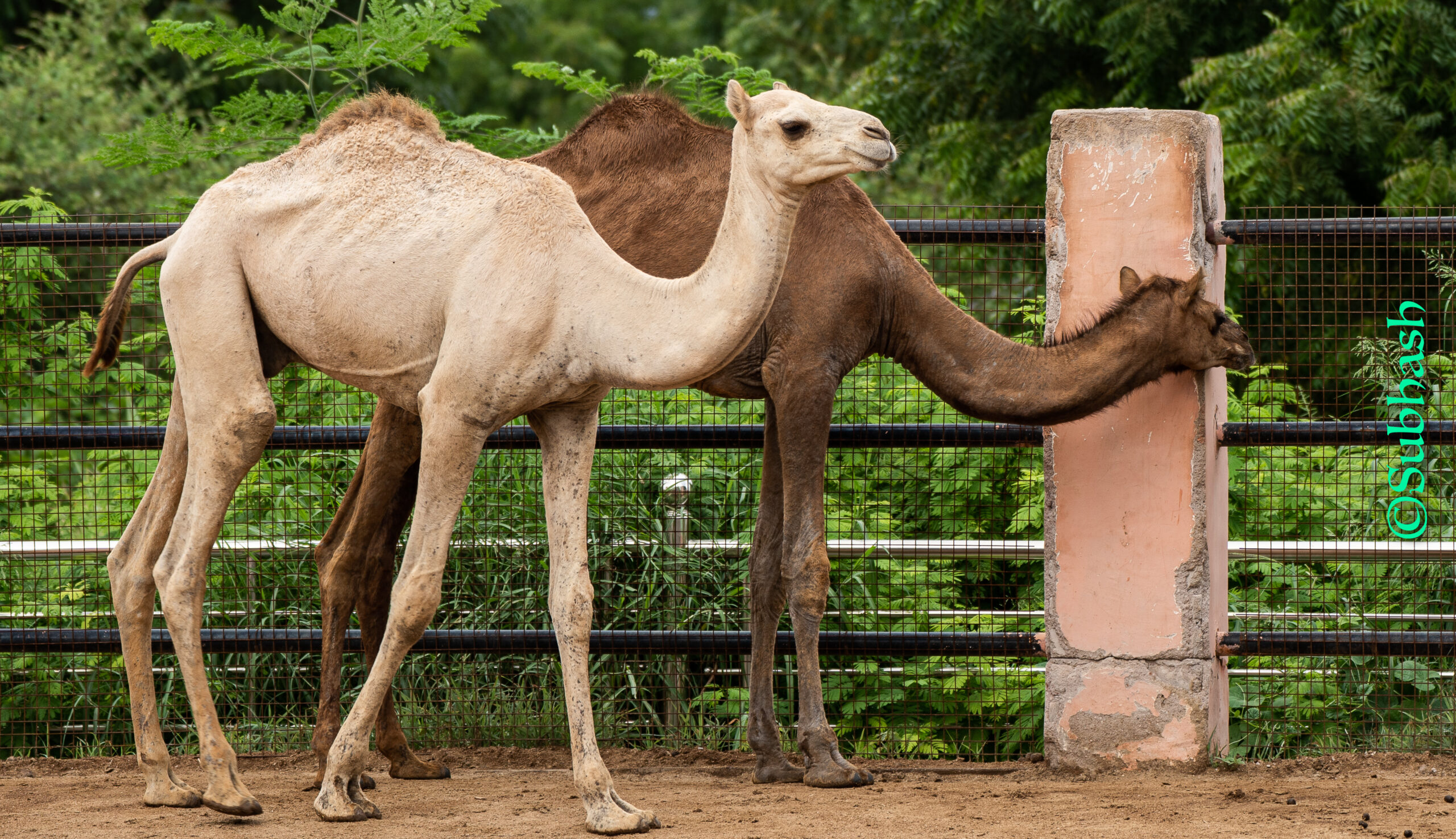 Bikaner, the Camel Country