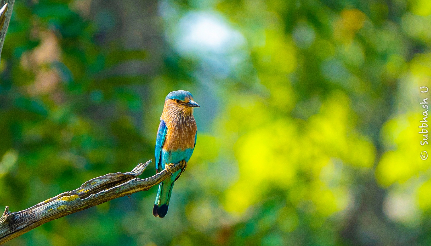 Indian Roller Bird