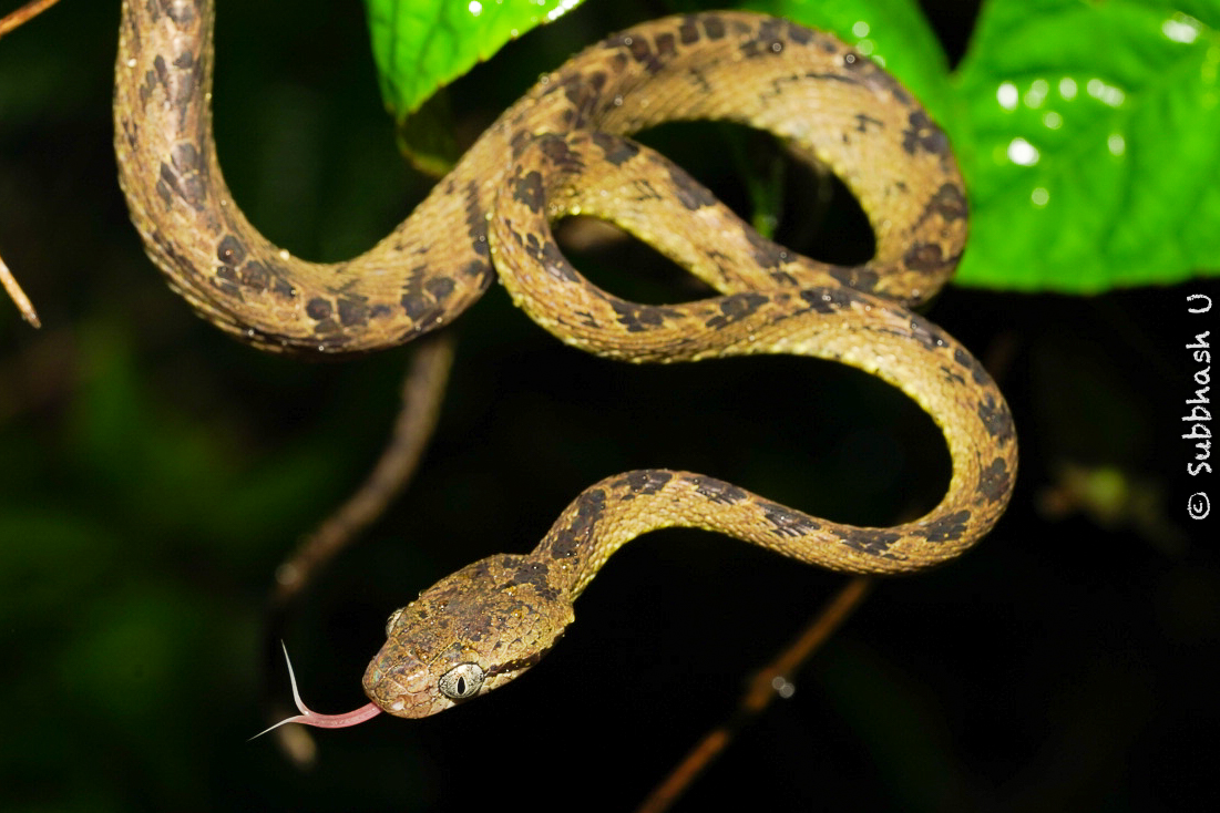  Cat Snake, MHADEI Wildlife Sanctury, Goa.