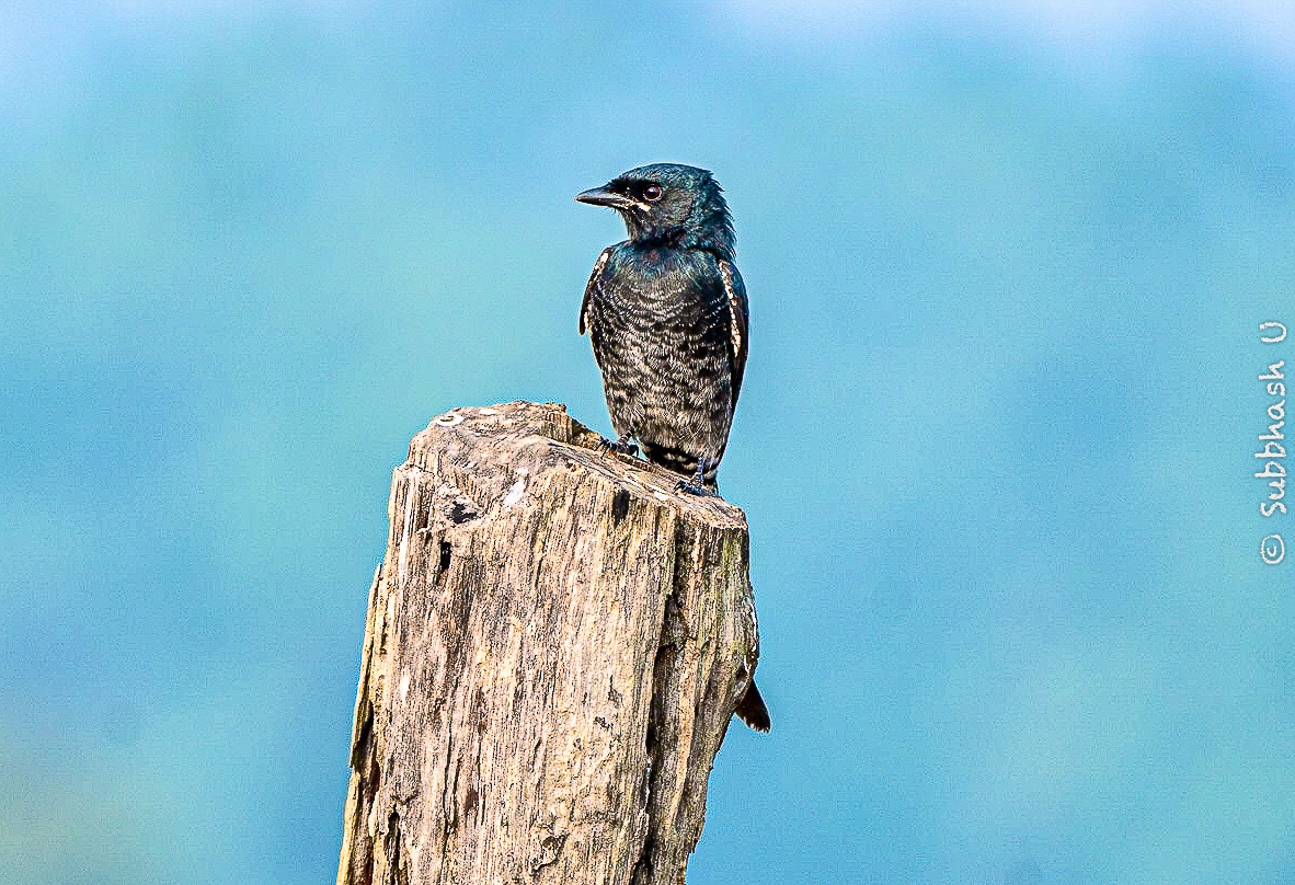 ' Black Drongo' in Full GLory