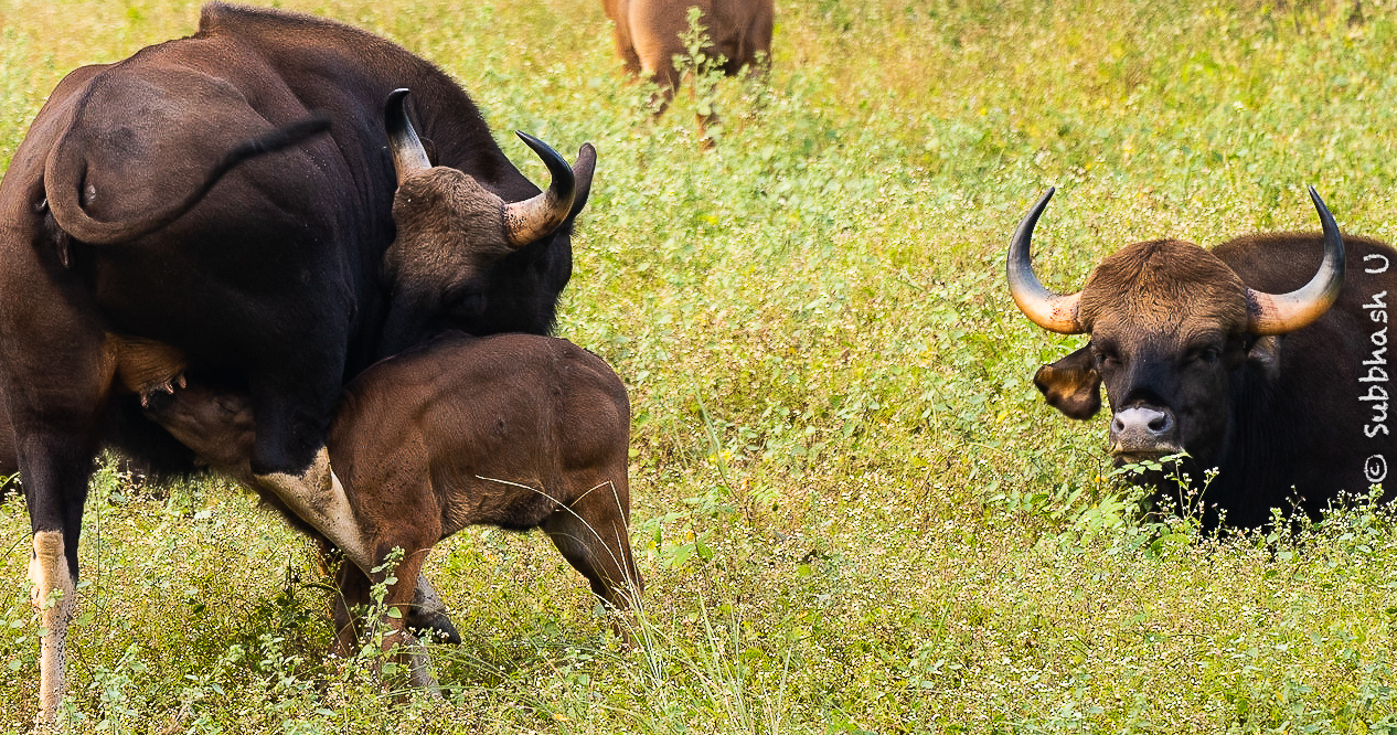 'The Family'. Indian Bison, Kanha MP