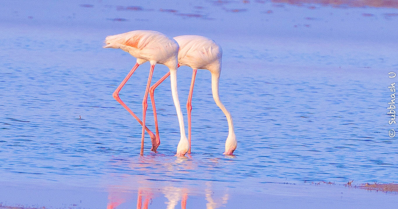 A Pair of Flamingoes, Kutch