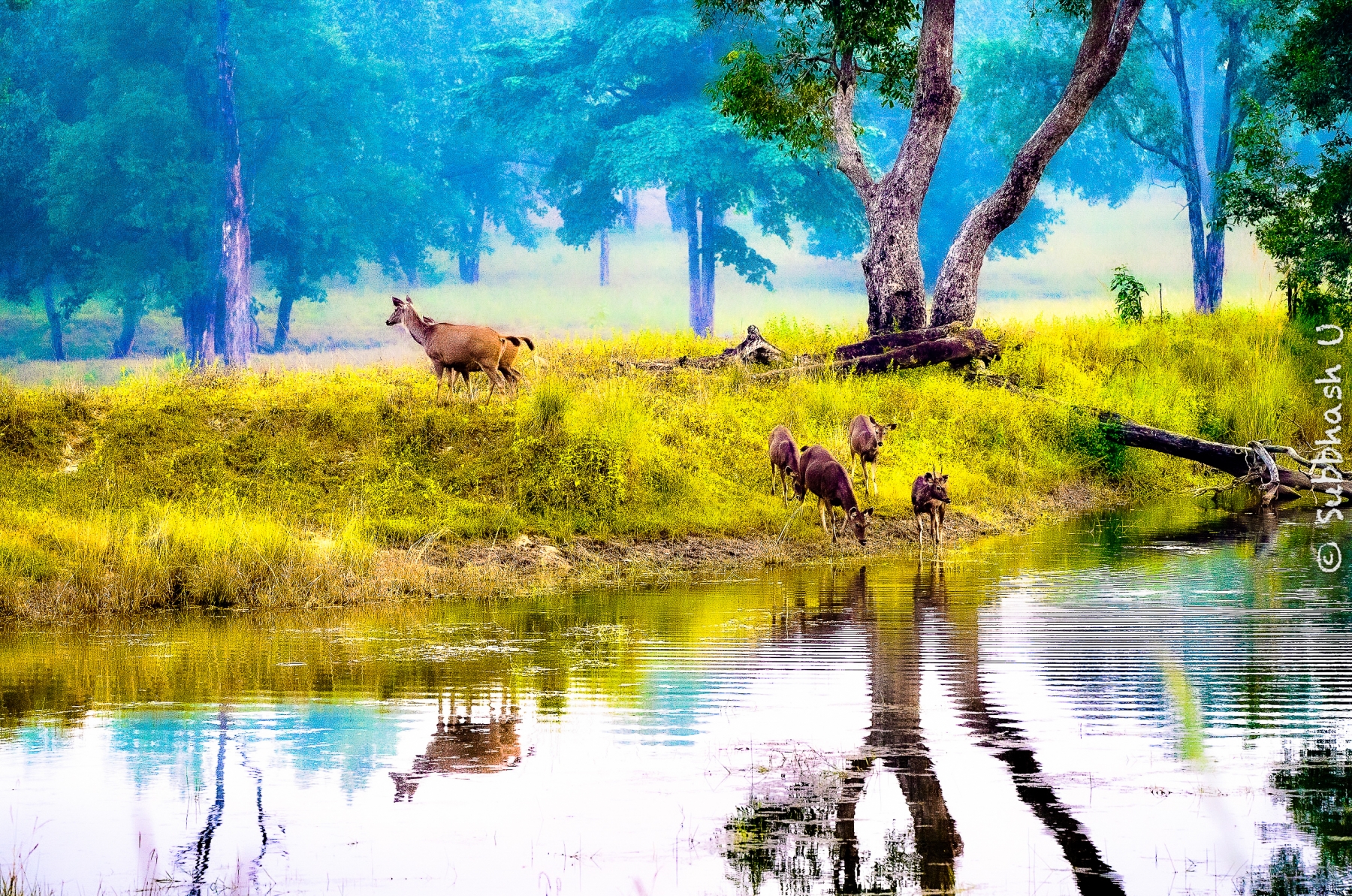 'The Reflections'  A Quiet morning in Kanha, MP