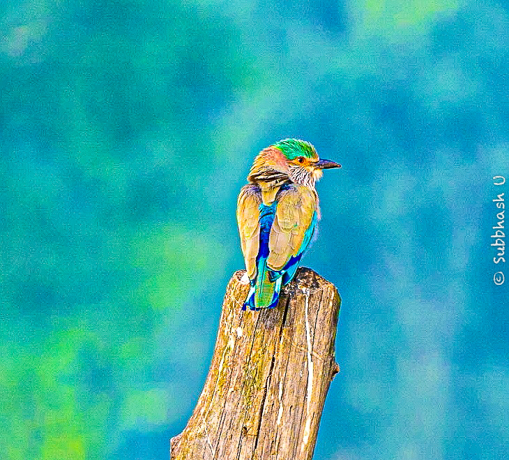 Indian Roller Bird. Kanha, MP