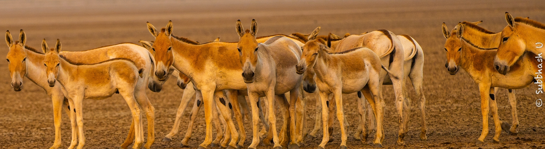 Wild ass Sanctury, Little Rann of Kutch, Gujarat